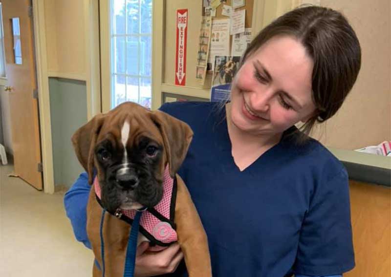 Carousel Slide 3: Dog Veterinary Care, Windham