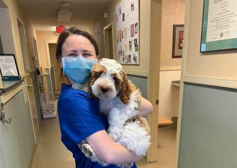 Dog Veterinary Care, Windham